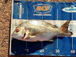 NOT PRETTY: An example of red spot disovered on a sick bream found in the Gladstone region. Picture: Riley Masters