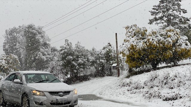 Snow falling thick and fast in Fern Tree, in Hobart, Tasmania on August 4, 2020. Picture: Iain Kelly