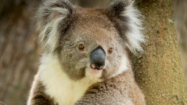 Koala, Cleland Wildlife Park, South Australia.Credit: Adam Bruzzoneescape11 july 2021kendall hill