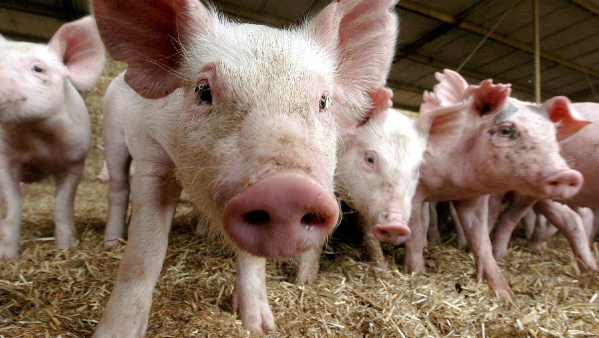 A piggery in Tabulam has been fined $15,000.