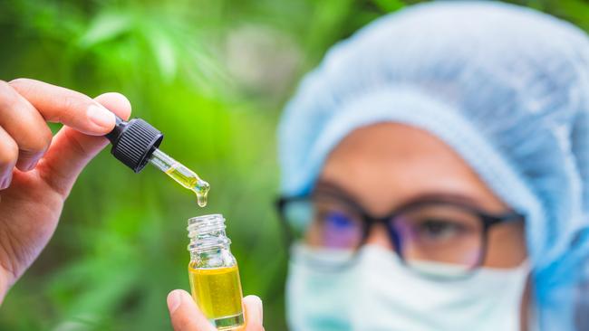 Portrait of scientist with mask, glasses and gloves researching and examining hemp oil in a greenhouse. Concept of herbal alternative medicine, cbd oil, pharmaceptical industry Picture: Istock