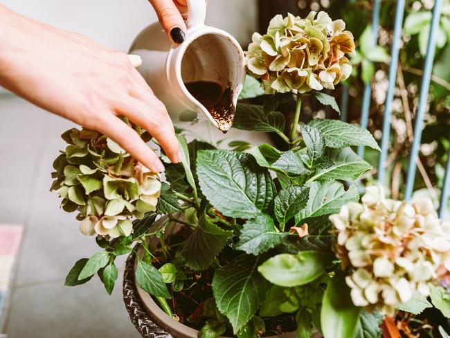 Ground coffee, coffee residue, coffee grounds, thrown under hydrangea bush, in flower pot, is natural fertilizer, Hobby gardening