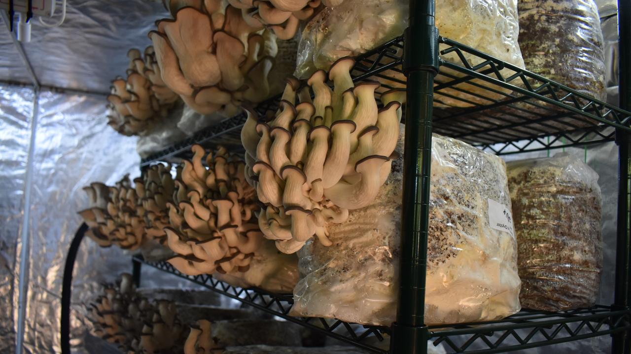 Blue Pearl Oyster mushrooms at Jason's home set up.