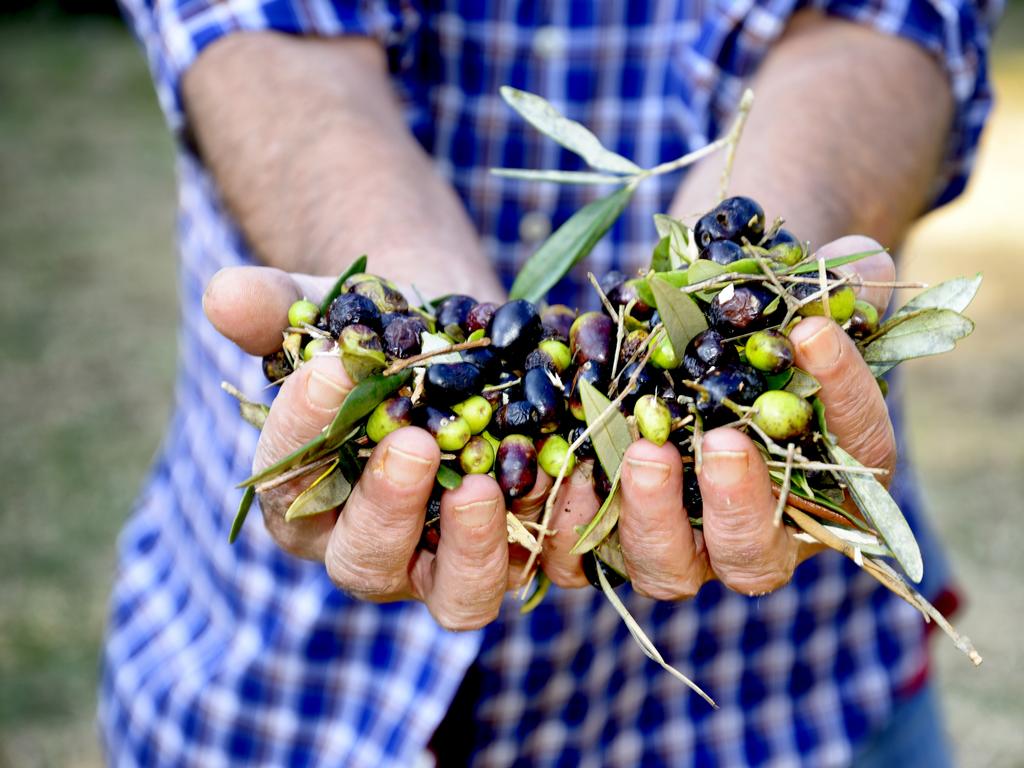 predimed-the-olive-oil-study-you-need-to-know-treurer-evoo