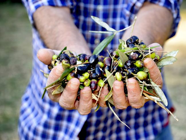 Nothing but the juice: extra virgin olive oil is simply the first press of the olive fruit, ideally within two hours of harvesting from the tree. Picture: iStock.