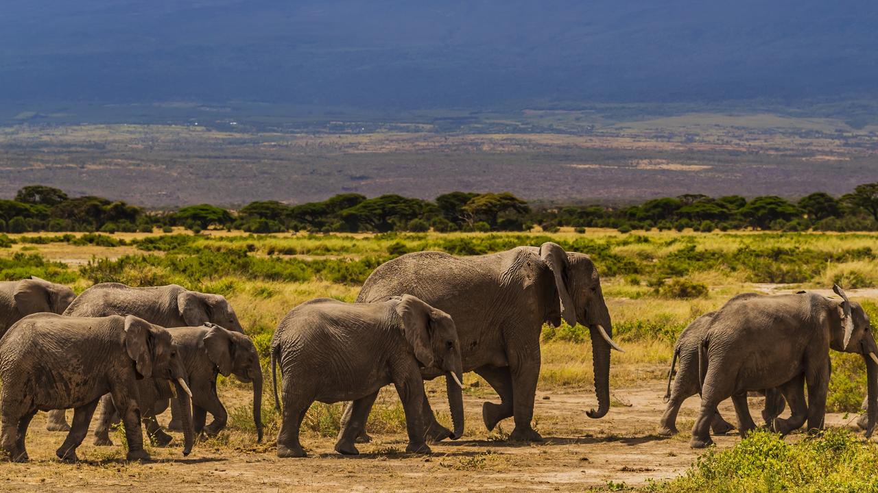 Animal numbers up in Africa | KidsNews