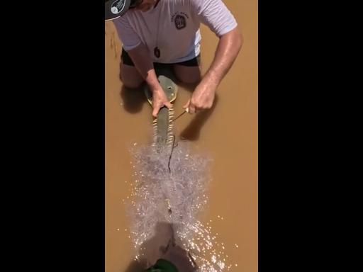 Boaters in WA rescue sawfish trapped in net