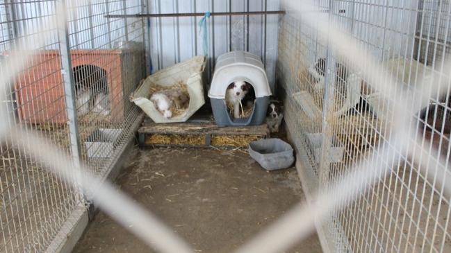 Kerrie Fitzpatrick was found guilty of multiple counts of animal cruelty. Photo: RSPCA