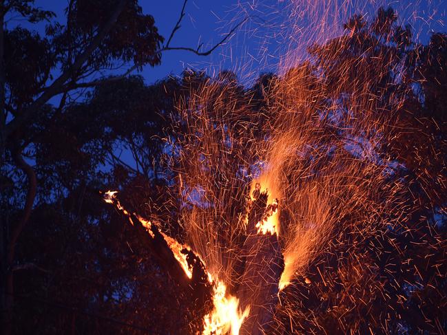 Embers blowing from a tree after the NSW Rural Fire Service carried out backburning. Picture: Dan Himbrechts