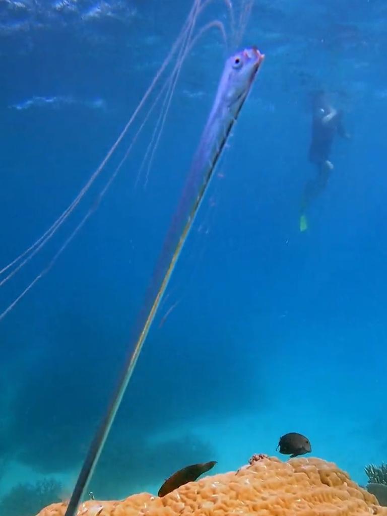 A rare “doomsday” creature known as the oarfish has washed ashore in the Canary Islands. Photo: Tahn Miller.