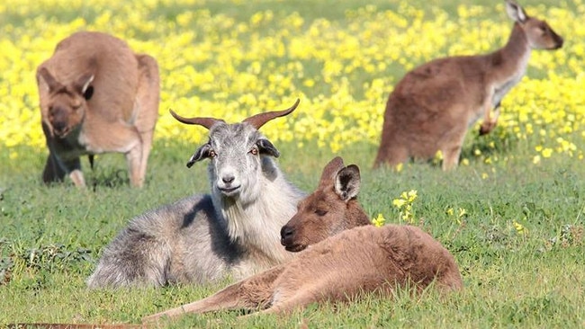 Gary the goat with his mob of kangaroos at Seaford Meadows.