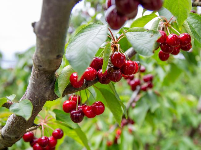 The first harvest of cherries have started to ripen at Lucaston Park Cherry Orchard in the Huon Valley.Picture: Linda Higginson