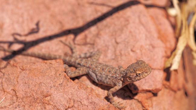 ESCAPE. Larapinta Trail, Celeste Mitchell – Central Netted Dragon, Ctenophorus nuchalis at Trephina Gorge, MacDonnell Ranges near Alice Springs, Northern Territory, Australia 2017 Picture: istock