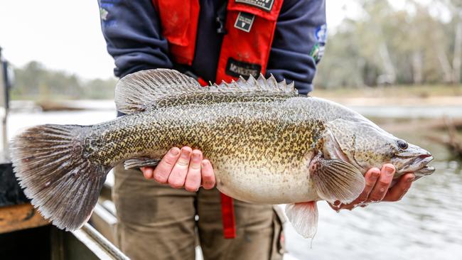 Hundreds of parasites were found in the flesh of native freshwater Murray cod. Picture: Chloe Smith