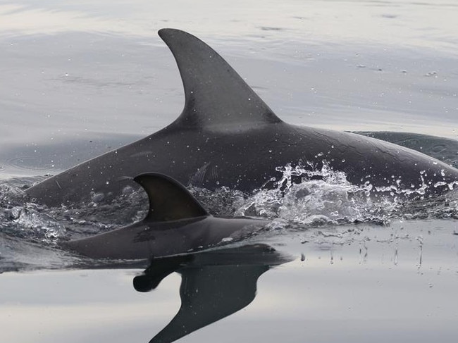 Mornington dolphin Starfall with her first calfm arking fioyrth generation born in Port Phillip Bay since common dolphins first came to the waters in 2005. Picture: Ella Hutchison