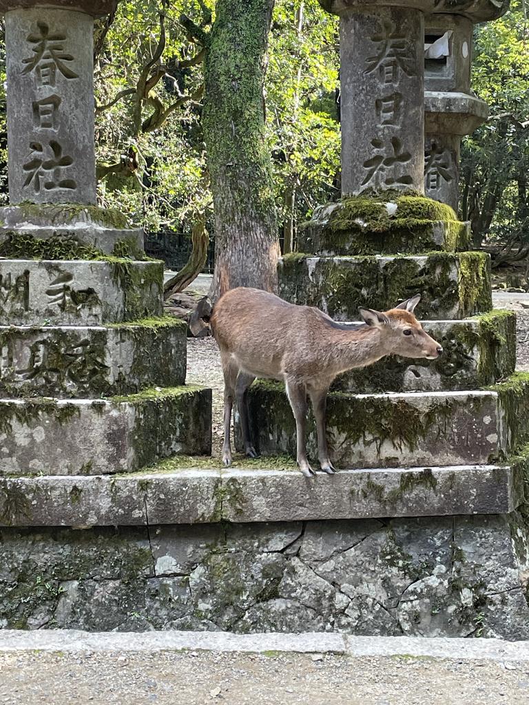 For the history buffs and nature lovers, the spectacularly picturesque city of Nara is less than an hour’s bullet train from Kyoto. Picture: Supplied