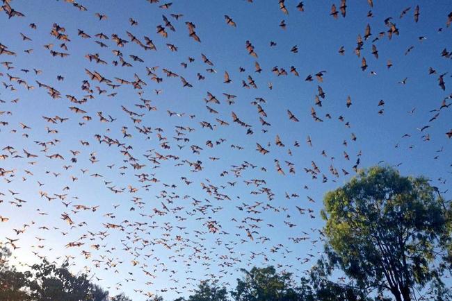 BATS RULE ROOST: The Yamanto bats are still making residents sick and sleepless. Picture: File