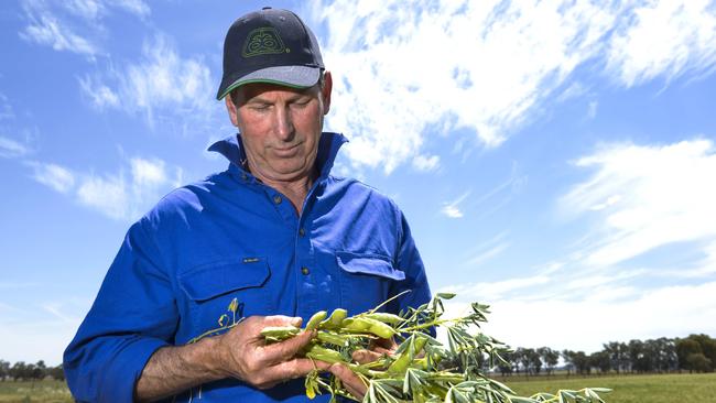 Gary Drew in a lupin crop on his farm at Brocklesby, NSW. Picture: Dannika Bonser