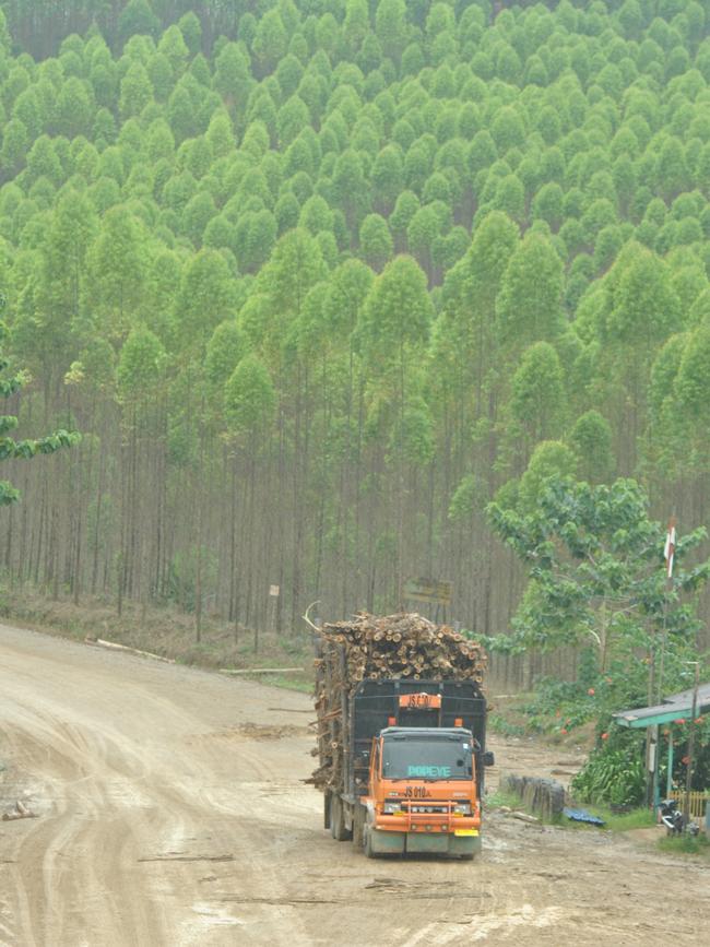 The hauling road for Industrial Plantation Forests in the Terunen area.