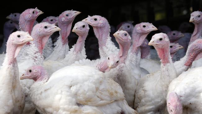 Wollondilly Council has been criticised for its approval of an expanded turkey farm operation.