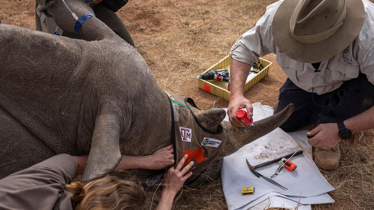 South Africa is home to a large majority of the world's rhinos and a hotspot for poaching. Picture: AFP