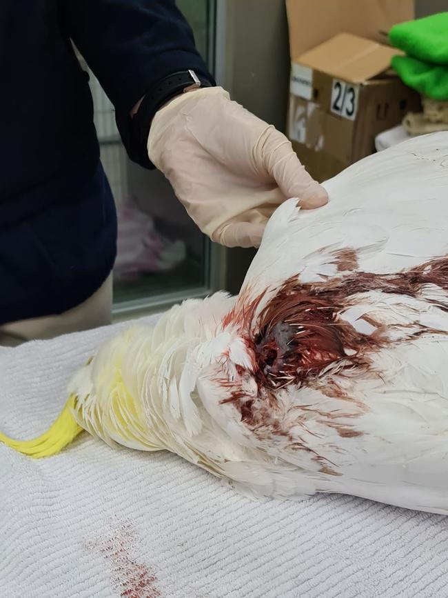 The wound of the injured Cockatoo which was shot in the stomach. Picture: Supplied