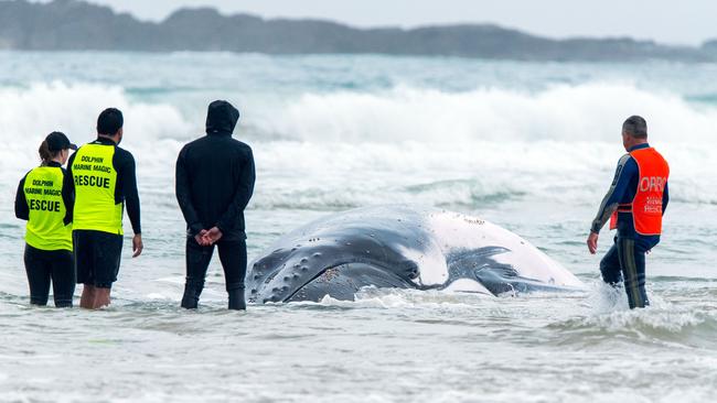 Still stranded ... the beached whale at Sawtell Beach. Picture: Judd Findlay