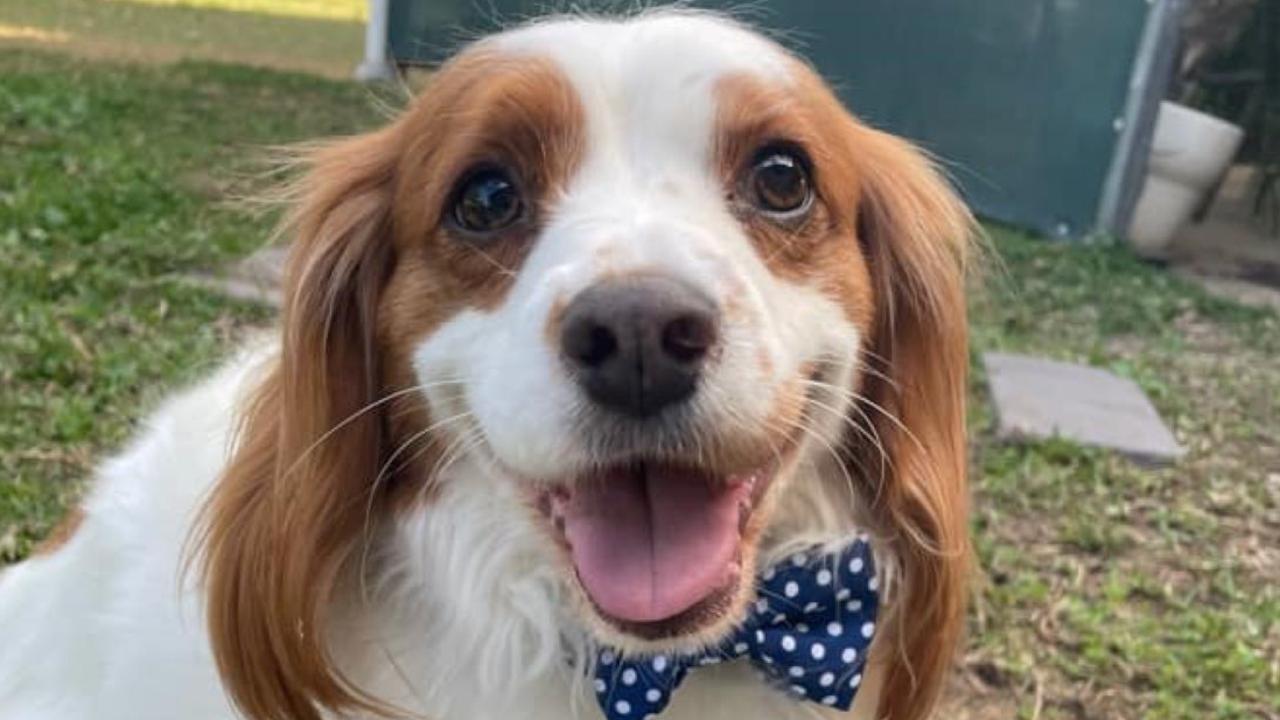 Bentley the cavalier King Charles spaniel, made the top seven in Dalby's cutest pup for 2023. Picture: Contributed.