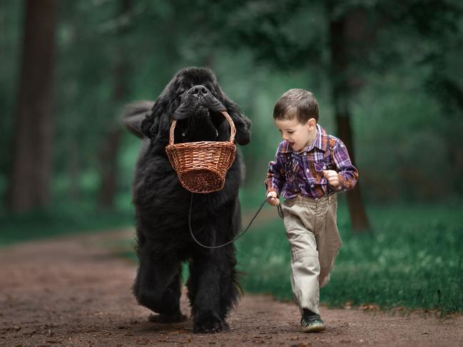 The Lifeguard ... Theodore and Ringo the Newfoundland. Picture: Little Kids and Their Big Dogs