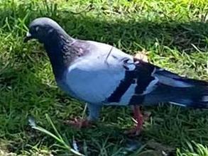 A pigeon  has been photographed at a popular park at Dee Why, on Sydney 's northern beaches, after being impaled on what appears to be a wooden kebab skewer. Picture:  Simone Brennan-Jones