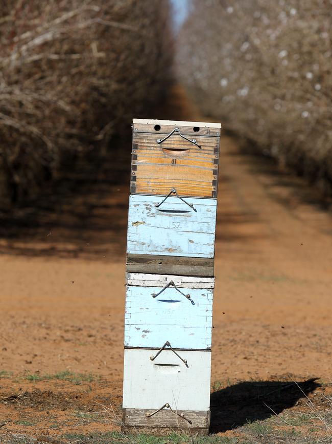 Almond pollination has been stymied by state border closures. PICTURE: Dale Webster