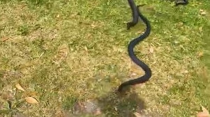 The moment two red-bellied black snakes turn their attention to gardener Craig Smailes.