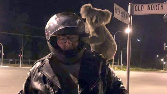 A man is being hailed a hero after protecting a displaced koala near a busy intersection in Brendale/Warner. Picture: Jennifer Millar