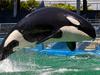 Beloved US killer whale dies at 57