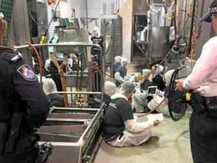 Vegan activists inside the Carey Bros abattoir earlier this year.