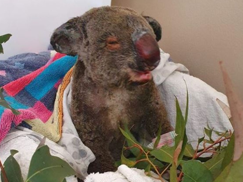 An injured koala burned in fires near Port Macquarie. Picture: The Rescue Collective