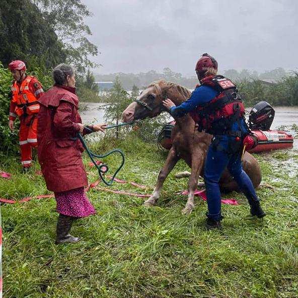 The owner wrote this thank you note to the SES Unit: ‘No doubt things would have ended quite differently without your gargantuan rescue efforts. My Palomino boy recovered very quickly and the ponies are so robust that the whole ordeal didn’t seem to phase them whatsoever.’ Picture: NSW SES Wyong unit