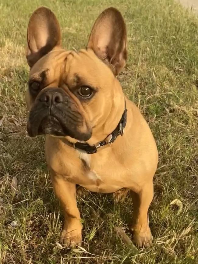 George the french bulldog, sent in by Zoe Cunningham, Flagstaff Hill.