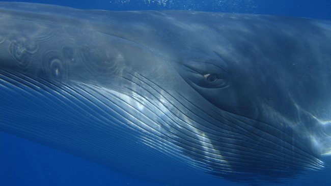 Minke whales get up close and personal with divers | news.com.au ...