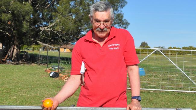 Fruitful exercise: Ian Bull buys oranges for the mini-Galloways, which like eating the peel, reputedly a nutritional supplement.