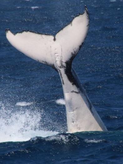 Whales can caused major damage to yachts if not avoided.