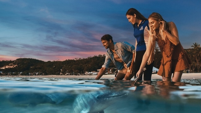 Dolphin feeding at Tangalooma Island Resort, QLD.