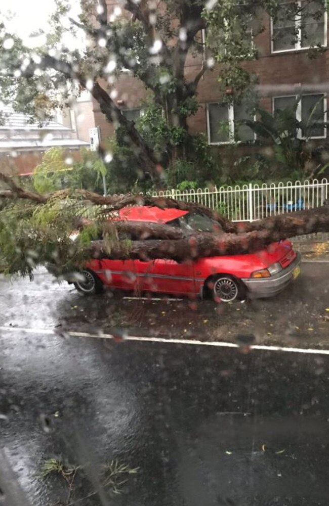 A car crushes by a tree in Marion St at Leichhardt. Picture: Twitter/@divingdingo