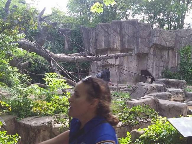 Harambe the gorilla was shot dead inside his enclosure. Picture: Facebook/Tangie J Hollifield