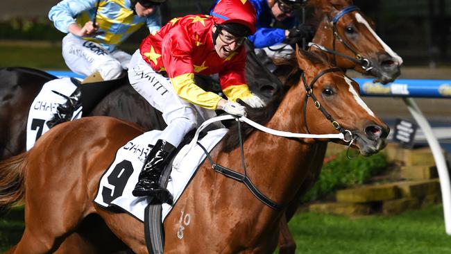 Extreme Choice will be among the contenders for the enormous prize purse on offer in Sydney in October.