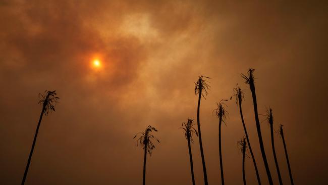 Palm trees burned during the Palisades Fire. Picture: Eric Thayer/Getty Images/AFP