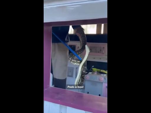 Snake Catcher Removes Python From Kids' Playhouse