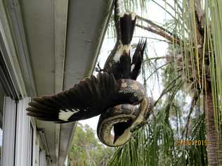 Meaghan Kotzur took this photo of a Carpet snake putting the squeeze on an unlucky bird at The Palms. Picture: Meaghan Kotzur