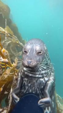 Adorable seal tickles diver