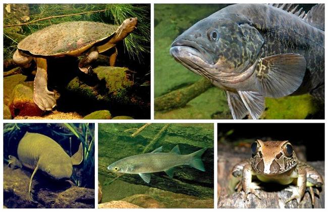 The Mary River endangered species.